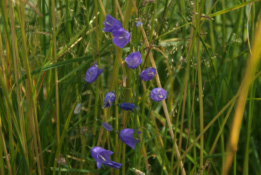 Campanula rhomboidalisBergklokje bestellen